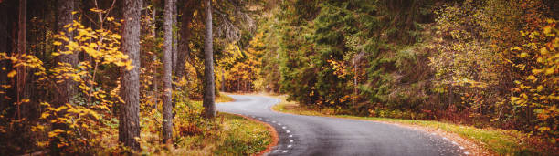 istock Asphalt road with beautiful trees on the sides in autumn forest 1282453987