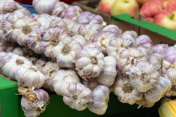 Red garlic hanging on farmer's market stall. White and purple red color heads Red garlic hanging on farmer's market stall. White and purple red color heads, bits of roots, stems Relish stock pictures, royalty-free photos & images