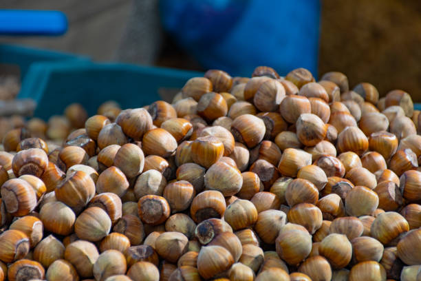 Fresh bio hazelnuts in a street market ready for selling and eating in autumn
