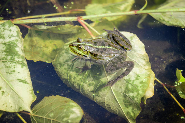 sapo comum, rana temporaria, cantando na água com folhas verdes sujas e poeira, em um lago em um dia ensolarado de verão - frog batrachian animal head grass - fotografias e filmes do acervo