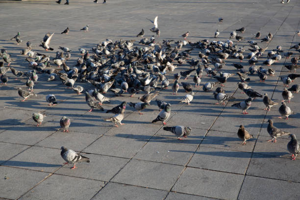 istock Birds eating outdoors 1282455346