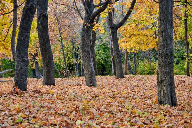 istock Autumn Park with orange Autumn leaves ground. 1282455864