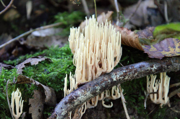 istock Autumn mushroom in Forest 1282457483