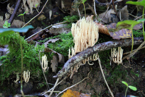 istock Autumn mushroom in Forest 1282457555