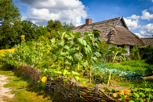 Sierpc, Poland - August 24, 2020:Traditional 19th-century rural thatched house with a vegetable garden in the village of Sierpc in Mazovia