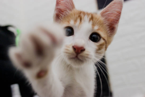 istock Kitten try to catch the lens 1282459516