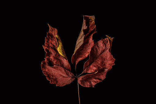 A single green leaf from a floral plant shot on a black background
