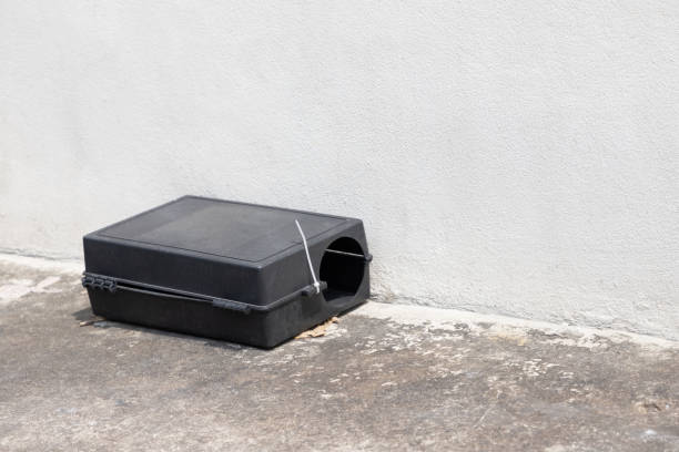 istock A black plastic rat trap on concrete floor. bait poison box for rat. 1282460839