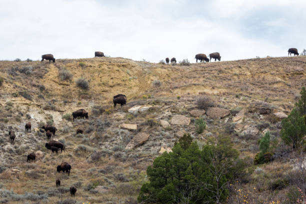 Bison Grazing along North Dakota Hillside stock photo
