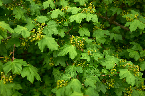 yellow inflorescence of Acer campestre tree