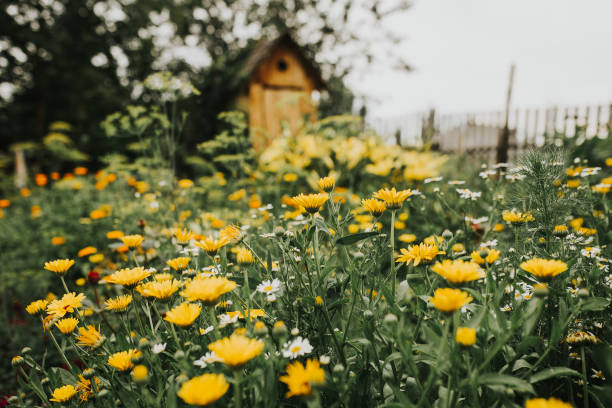 istock Beautiful chamomile in the garden outdoors, chamomile bloom, spring time, nature bloom 1282462314