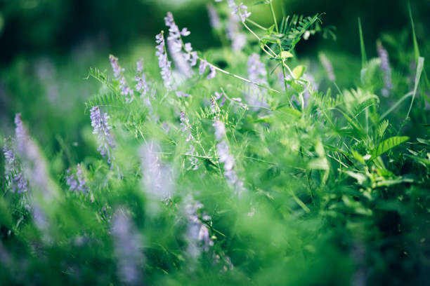 istock Blooming beautiful flowers in the meadow, spring time, summer time, background 1282462347