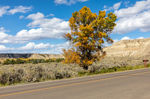 A lone tree stands alongside the scenic highway drive through the South Unit of North Dakota's Theodore Roosevelt National Park.