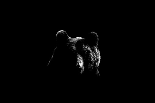 Brown bear face contour in black and white. Bear face on black background.