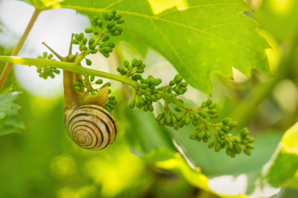 garden snail and vine sai em napa valley, califórnia - vineyard california napa valley vine - fotografias e filmes do acervo