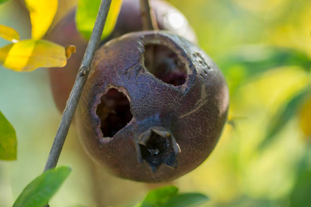Black Pomegranate (Punica granatum nigra) fruit, with holes, damaged by birds stock photo
