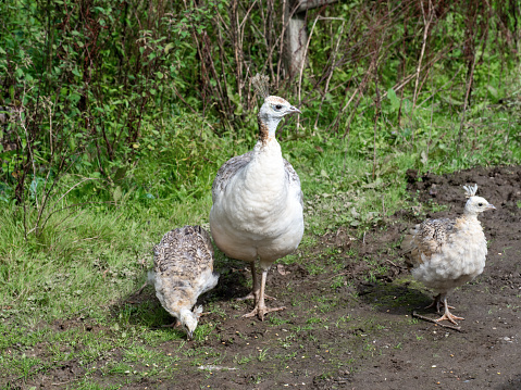 White Peacock, Peahen and chicks forage in park.