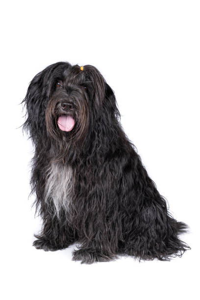 istock Schapendoes or Dutch Sheepdog isolated on a white background 1282466872