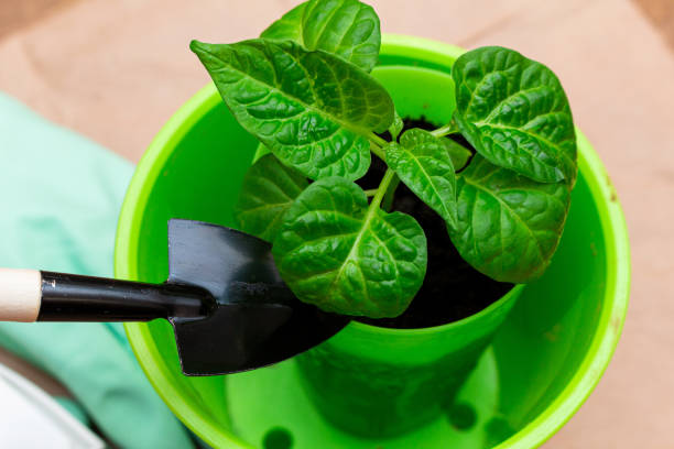 istock green sprout seedling with leaves in a pot. 1282468312
