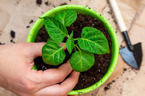istock green sprout seedling with leaves in a pot protected with hands 1282468315