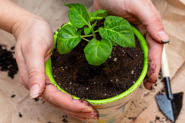 istock green sprout seedling with leaves in a pot protected with hands 1282468318