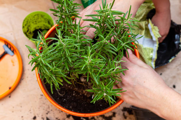 istock Planting rosemary sprout process in a pot at home with hands 1282468326