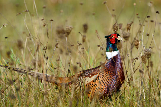 faisão-de-pescoço-anel - pheasant hunting fotos - fotografias e filmes do acervo