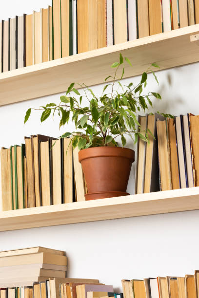 istock Indoor flowers on the bookshelves 1282470521