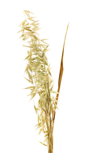istock Dry spikelets of oat, isolated on white background. 1282470550