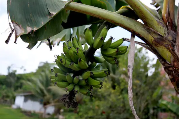 mata de sao joao, bahia / brazil - october 25, 2020: banana fruit plantation on a farm in the rural area of the city of Mata de Sao Joao.