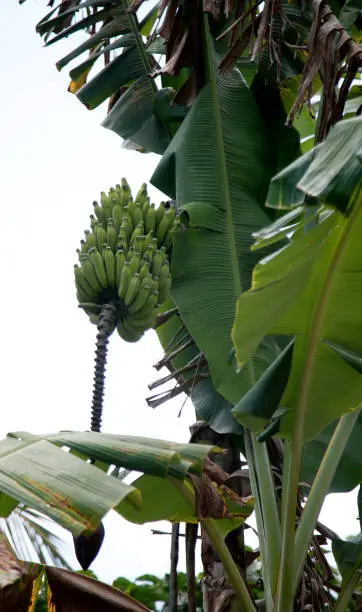 mata de sao joao, bahia / brazil - october 25, 2020: banana fruit plantation on a farm in the rural area of the city of Mata de Sao Joao.