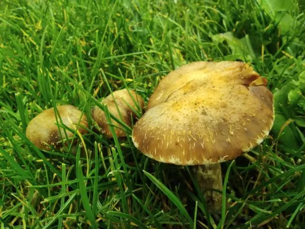 Mushrooms on a meadow reminiscent of mother with children