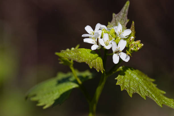 istock White little forest flowers close up. 1282473857