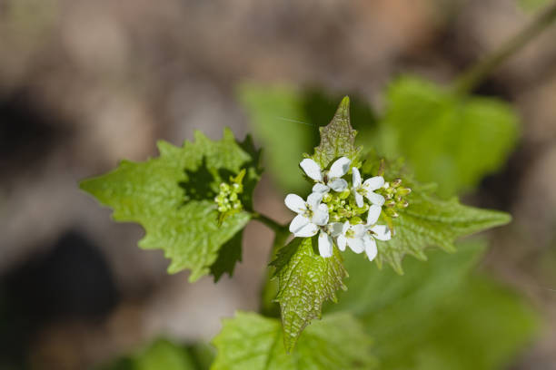 istock Garlic Mustard - Alliaria petiolata. 1282473888