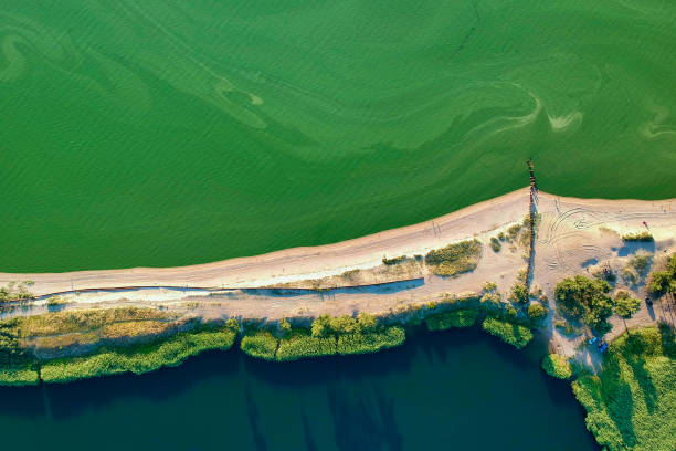 Algae bloom season, green water in summer, aerial view Algae bloom season. Polluted green water of a shallow gulf in summer, aerial view algal bloom stock pictures, royalty-free photos & images