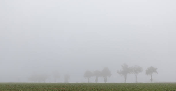 istock Trees in foggy field 1282475100