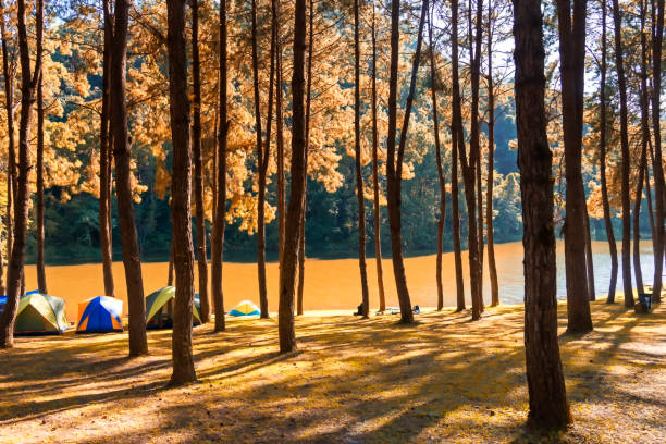 adventures camping tourism and tent under the view pine forest landscape near water outdoor in morning and sunset sky at pang-ung, pine forest park , mae hong son, thailand. concept travel. - pine sunset night sunlight imagens e fotografias de stock