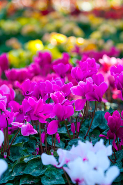 istock Colorful flowers in the Chiang Rai 1282477342