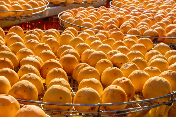 Making process of sun exposuring dried persimmon in a sieve in autumn.