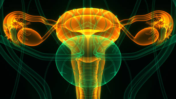 istock Female Reproductive System with Nervous System and Urinary Bladder Anatomy 1282478467