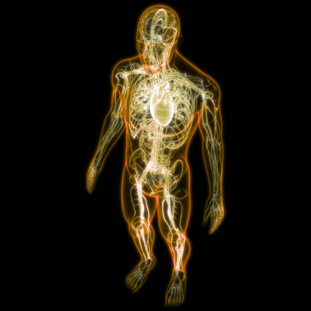 istock Human Circulatory System Heart Anatomy 1282478506