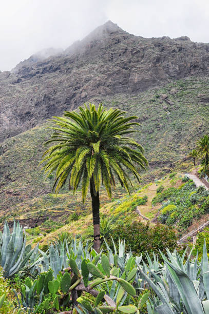 Masca valley on tenerife island in Spain with its tradiation gardens and fields.