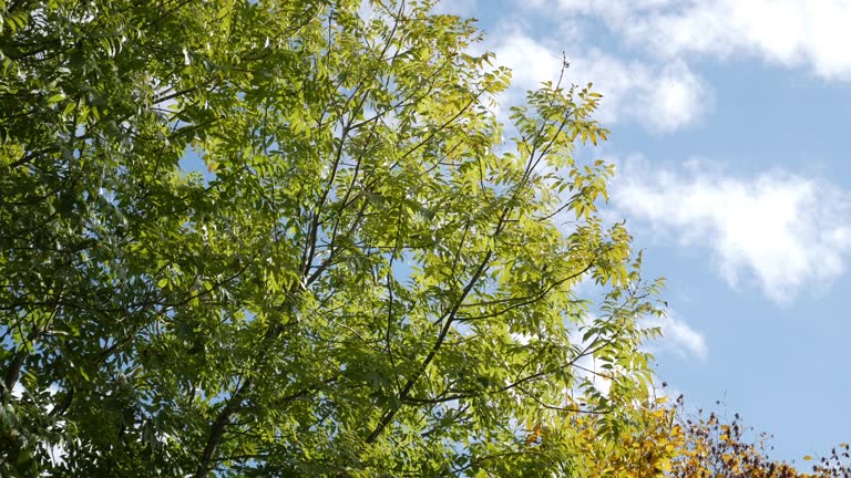 Acacia tree on a sunny day, skyward view of green fronds moving with the wind in nature