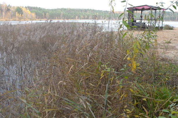 istock Forest lake scenery in the cold autumn day 1282480101