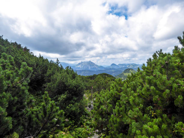 istock Hochschwab - Pinus cembra and the view on high peaks 1282480456