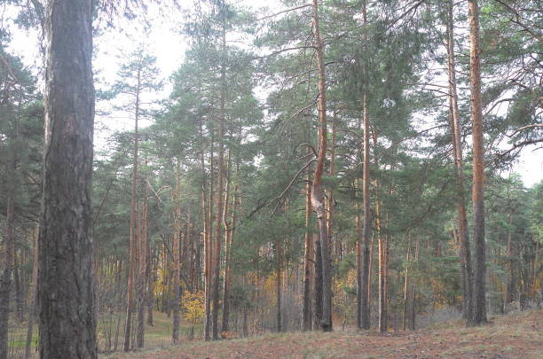 Forest scenery on a cold and sunny autumn day