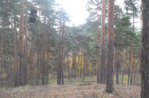 istock Forest scenery on a cold and sunny autumn day 1282480988