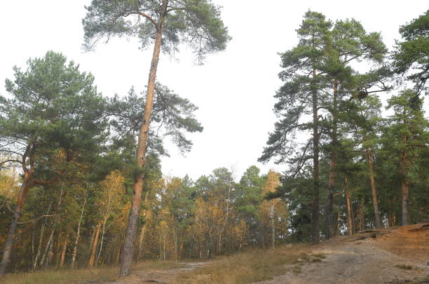 istock Forest scenery on a cold and sunny autumn day 1282480998