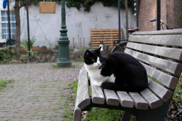 istock Black and white cat sitting on a bench in a walled garden 1282481716