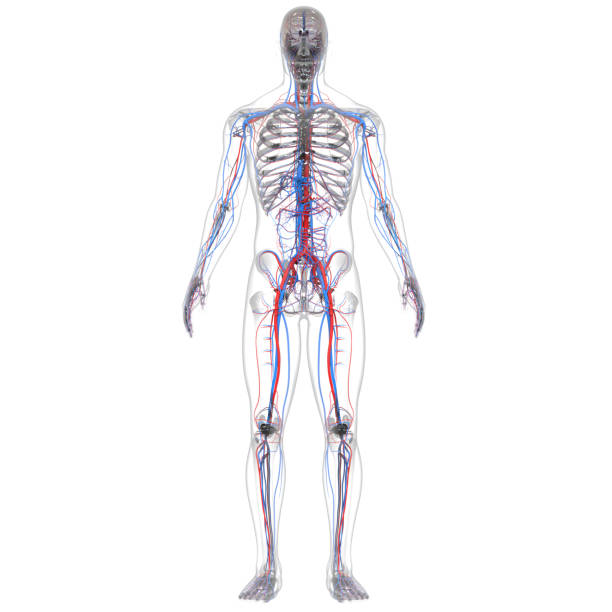 istock Human Circulatory System Heart Anatomy 1282482893